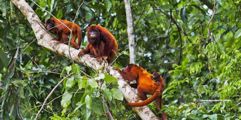 Three orangutans on a tree branch in a dense forest. 4