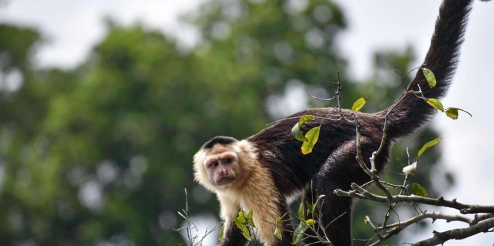 A monkey on a tree branch with green leaves. 2