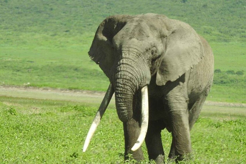 Un elefante en un campo con colinas al fondo. 1