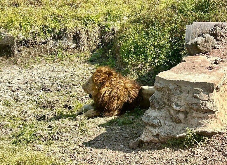 Un león descansando cerca de una formación rocosa en una zona de pastizal seco. 4
