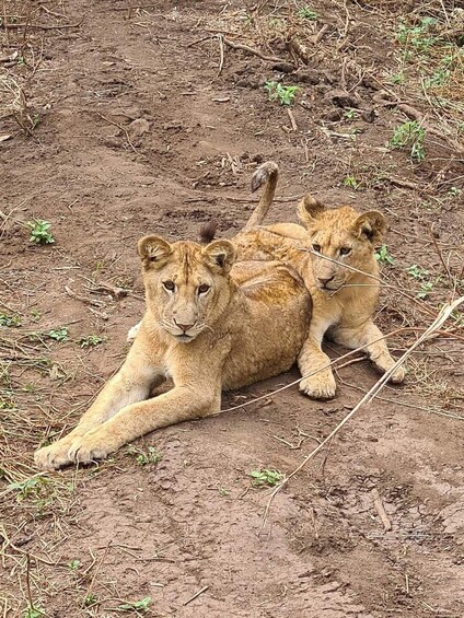 Dos cachorros de león descansando sobre un sendero de tierra, rodeados de vegetación escasa. 3
