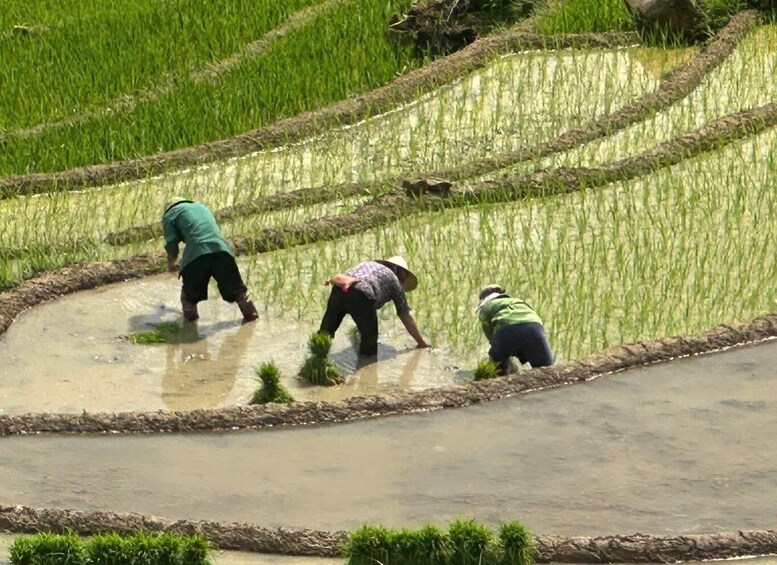 Three people planting rice in a terraced field. 3