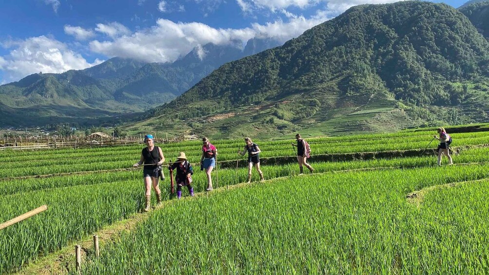 A group of people hiking in a lush green field with terraced hills and mountains in the background. 1