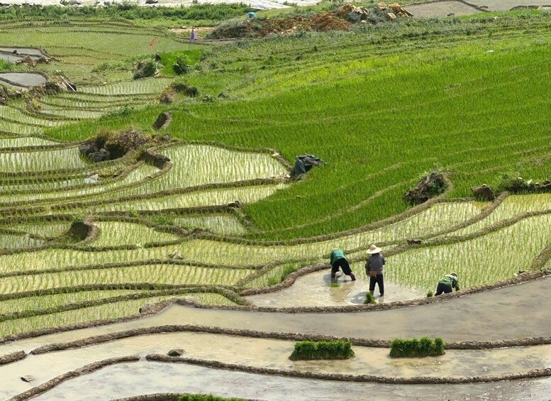 Terraced rice fields with workers tending to crops. 4