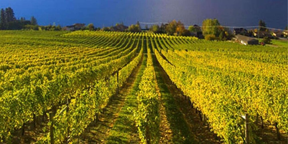 A vineyard with rows of grapevines. 1