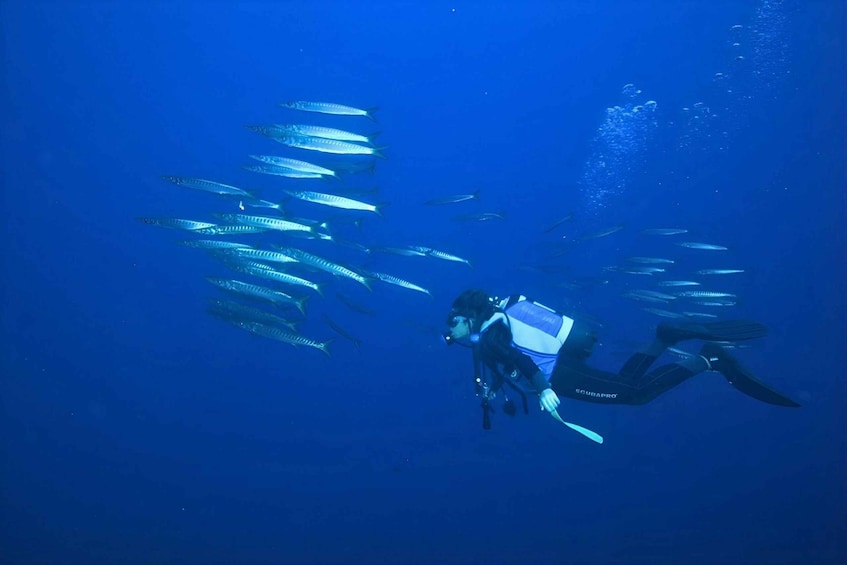 A diver swimming with a school of fish. 1