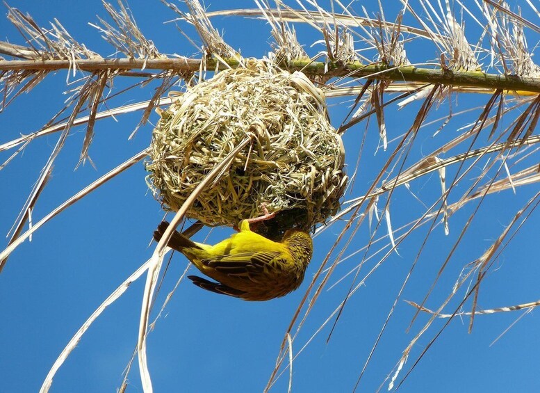 A bird with a yellow head and brown body perched on a branch, next to a bird's nest made of straw. 5