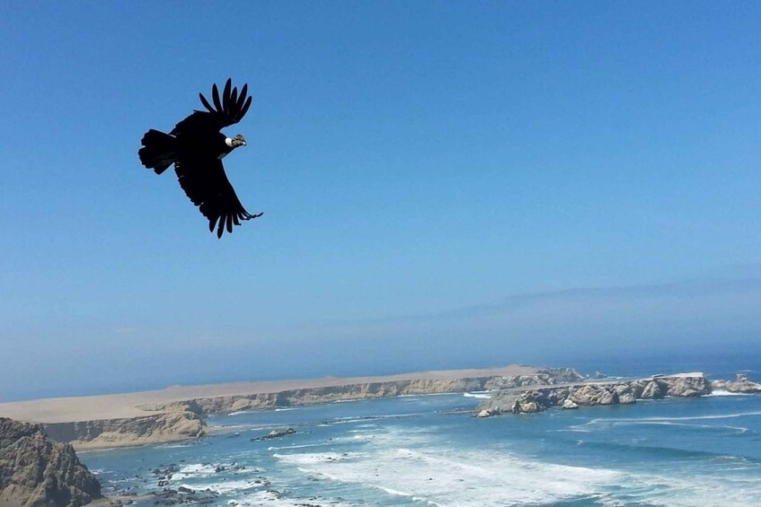 A bird flying over a coastal landscape with cliffs and the ocean. 3