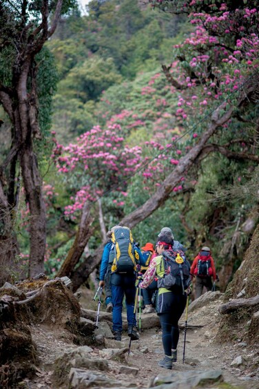 Senderistas en un sendero rocoso con árboles de flores rosadas al fondo. 5