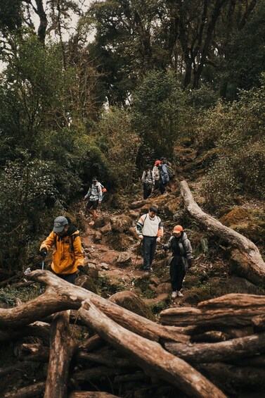 Un grupo de excursionistas transita por un sendero pedregoso a través de un área boscosa con vegetación densa y troncos caídos. 2