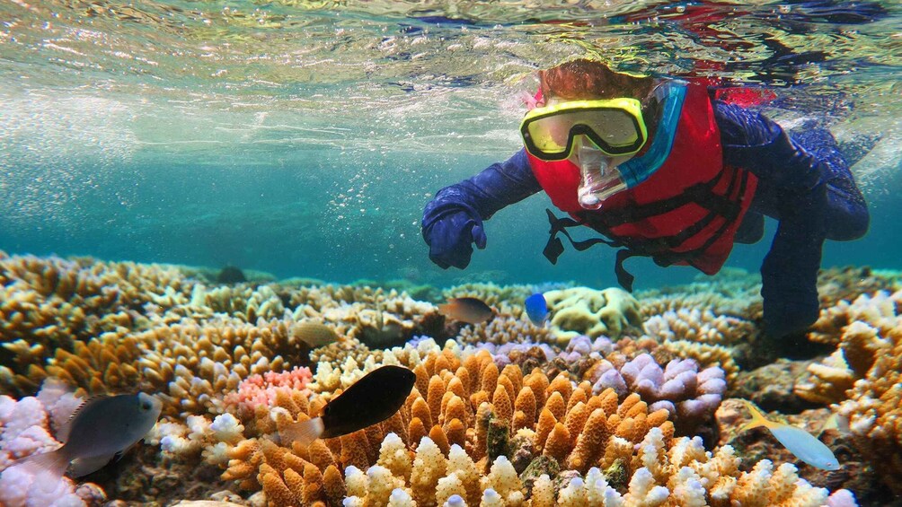 Picture 1 for Activity Costa Maya: Snorkeling Adventure by Boat with Photos 2