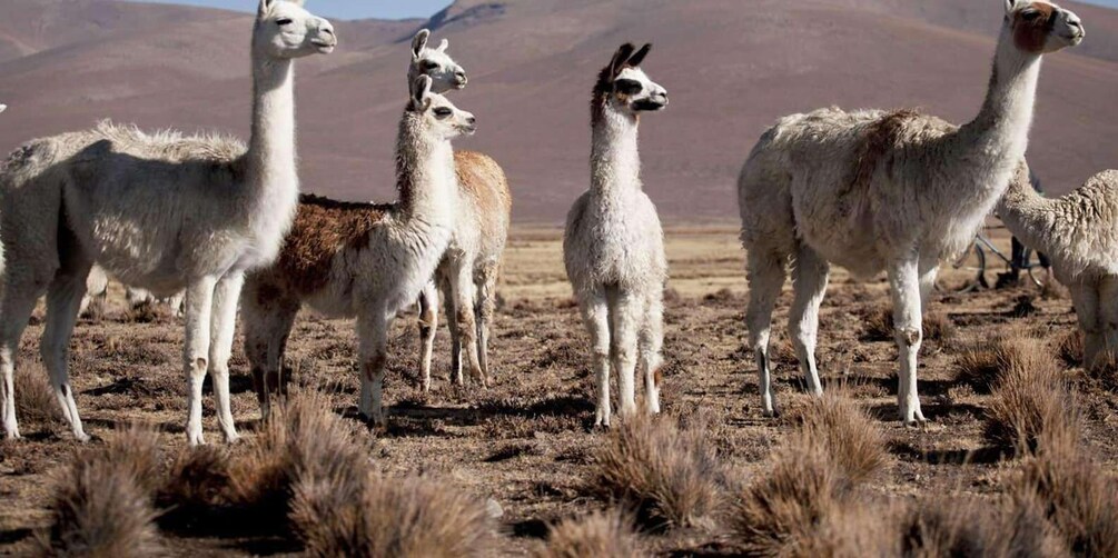 A group of llamas standing in a dry, grassy field with mountains in the background. 3