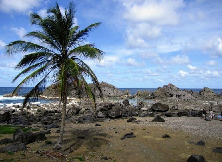 A rocky beach with a palm tree and ocean waves. 1