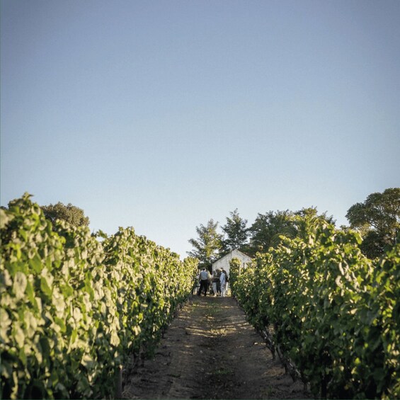 A vineyard with rows of grapevines and a group of people walking down the path. 1