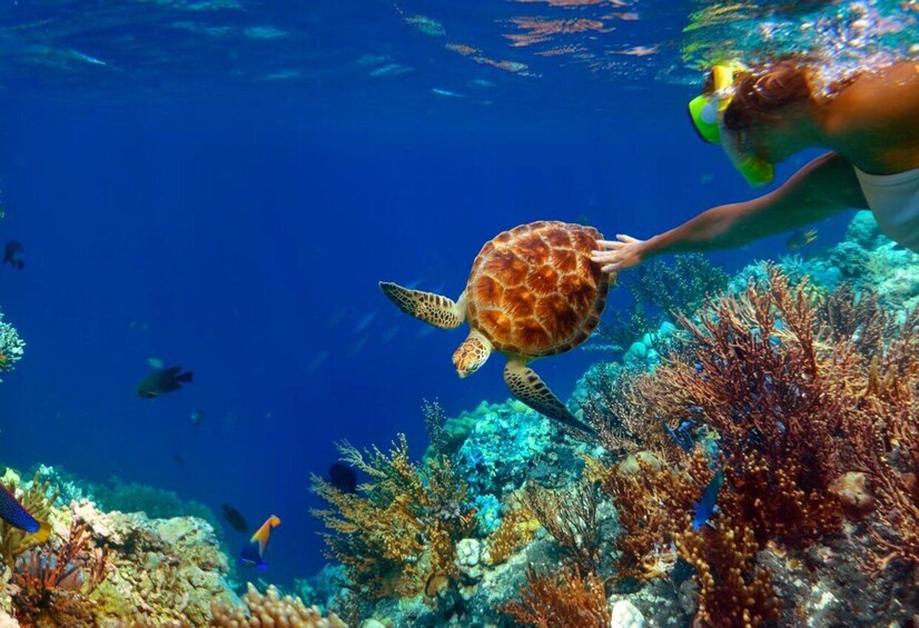 A person snorkeling with a sea turtle near a coral reef. 4