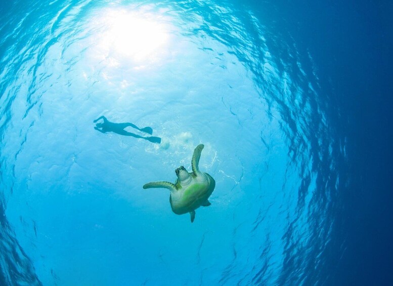 A diver swimming with a sea turtle in clear blue water. 1