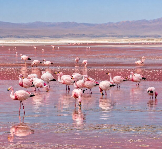 Flamingos standing in shallow water with a mountainous landscape in the background. 1