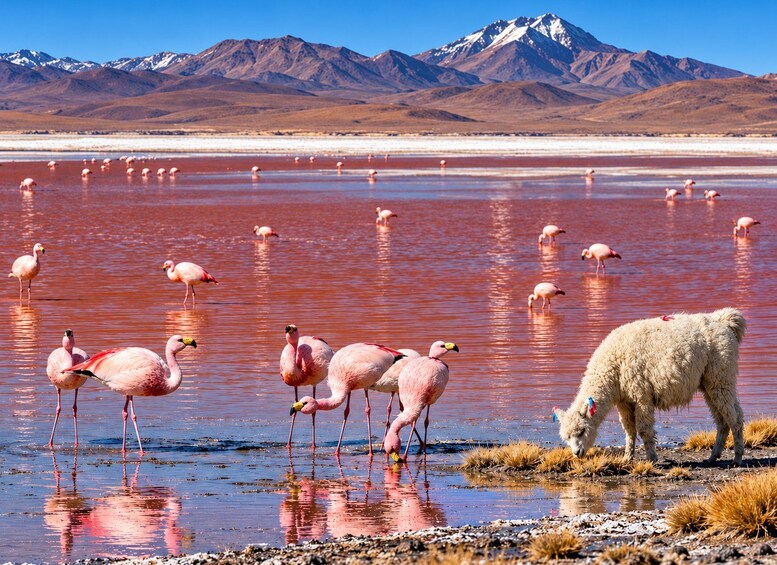 A group of flamingos in a shallow water body with a mountainous backdrop. 5