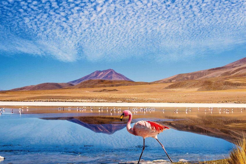 A flamingo standing in a reflective water body with a mountain in the background. 1
