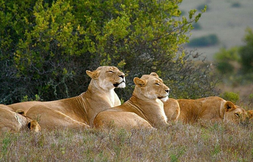 Three lions resting in a grassy field with green bushes in the background. 5