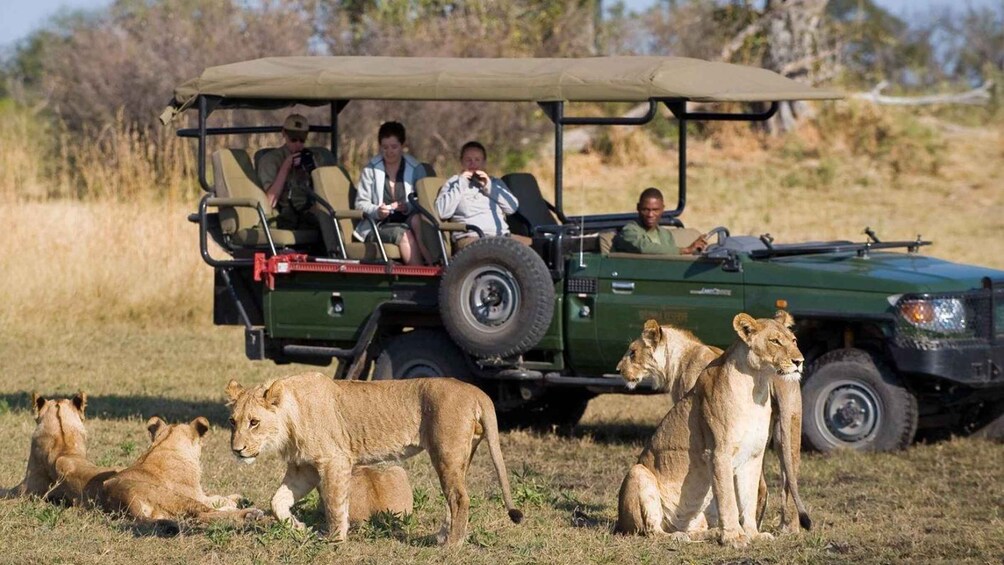 A safari vehicle with passengers and lions in a grassy field. 1
