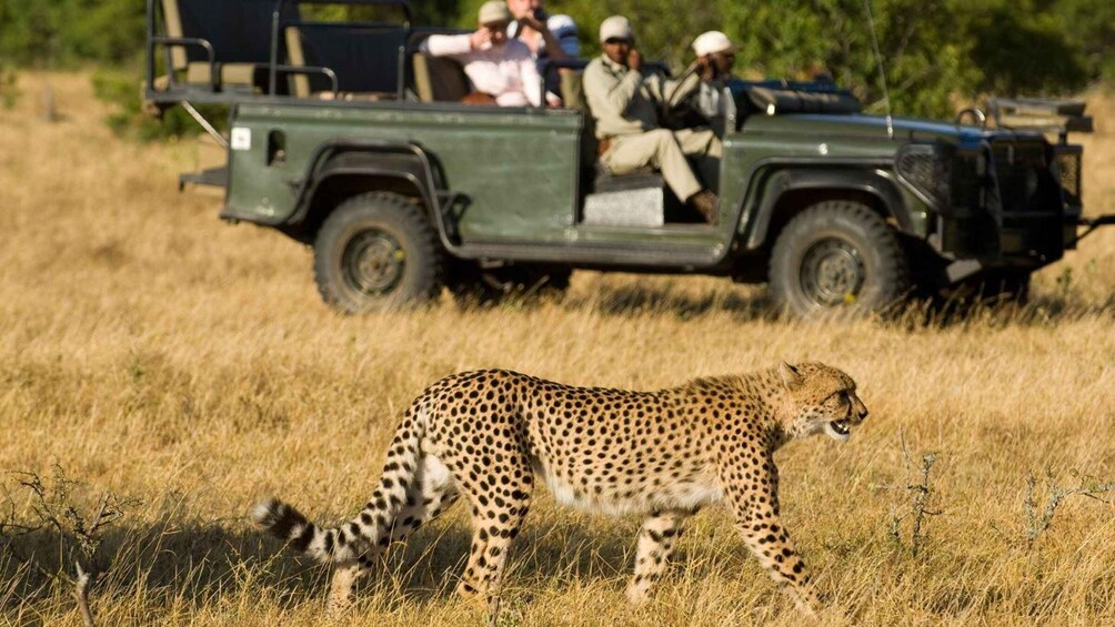 A cheetah walking through a grassy field with a safari vehicle in the background. 3