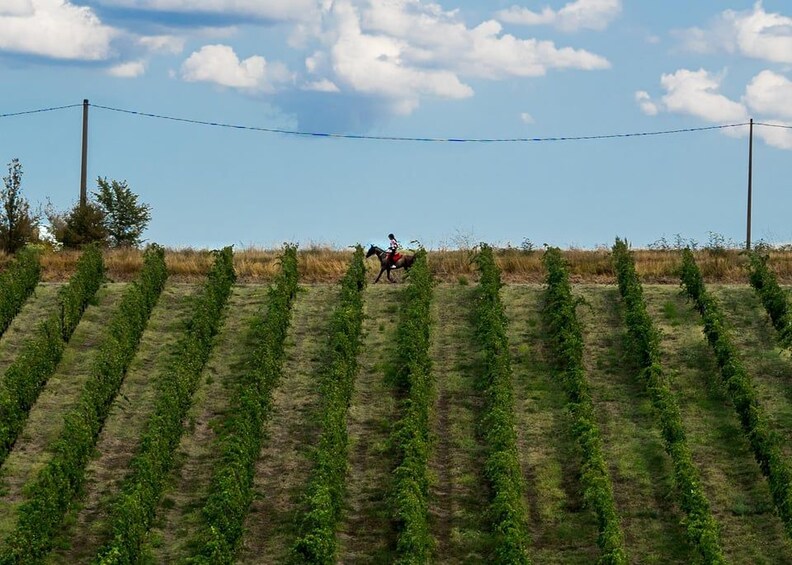 A person riding a horse across a vineyard with rows of grapevines. 3