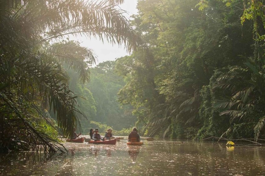 Picture 1 for Activity Guided Kayak Tour in Tortuguero National Park ***EXCITING*** 2