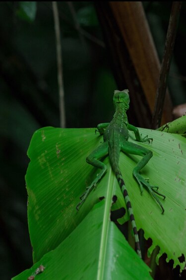 Picture 2 for Activity Guided Kayak Tour in Tortuguero National Park ***EXCITING*** 3