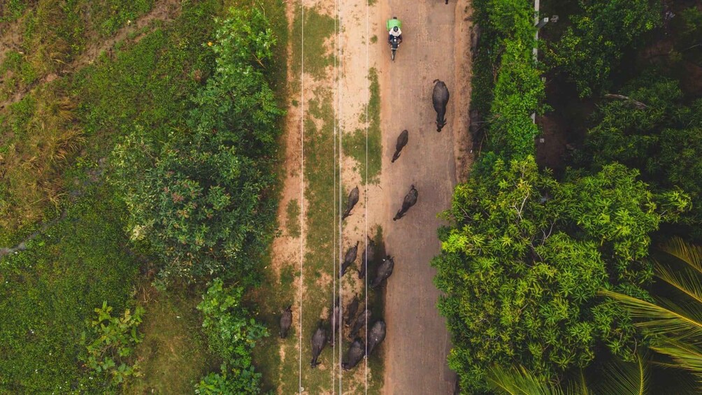 An aerial view of a road with a motorcyclist and a herd of buffaloes. 4