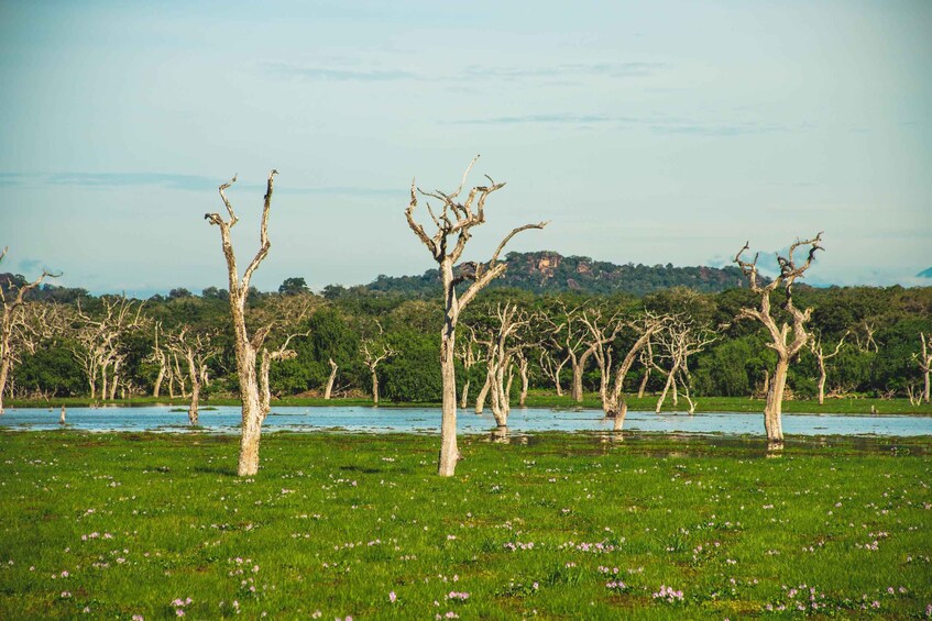 A field with dead trees and a body of water. 3