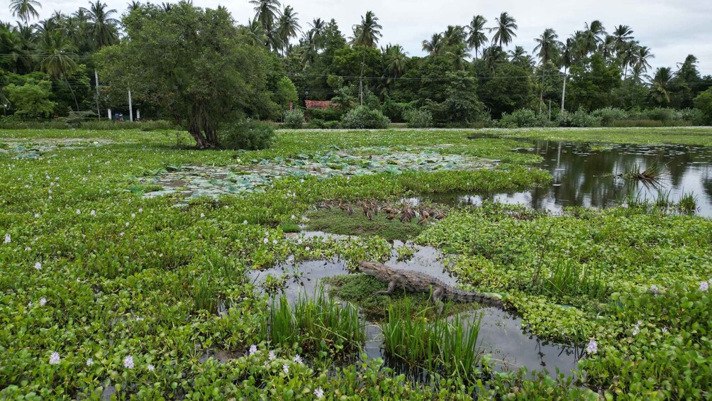 A swampy area with water lilies, a crocodile, and palm trees in the background. 2