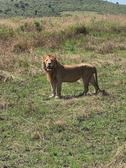 A lion standing in a grassy field with a hill in the background. 5