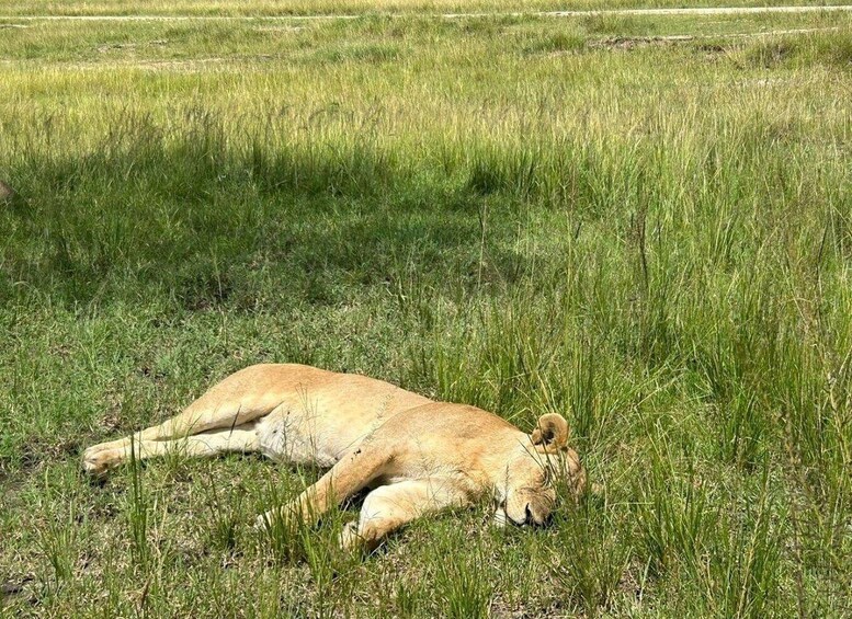 A lion lying on the grass in a savannah. 2