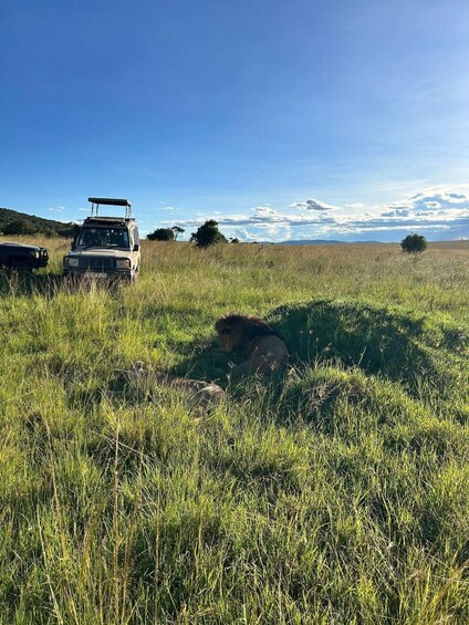 A safari vehicle in a grassy field with a lion in the foreground. 4