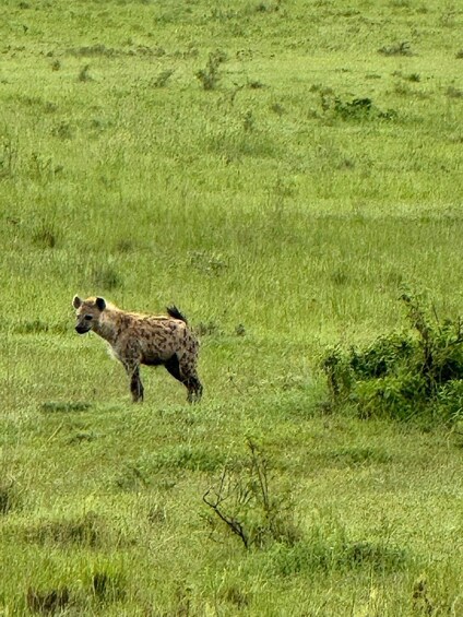 A hyena walking through a grassy field. 3