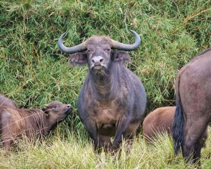 A buffalo with large curved horns standing among other buffalo in a grassy field. 1