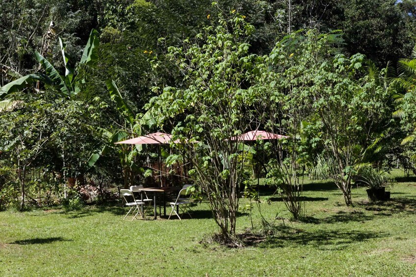 A grassy outdoor area with two white folding chairs and a table under a red umbrella, surrounded by lush green trees and vegetation. 5