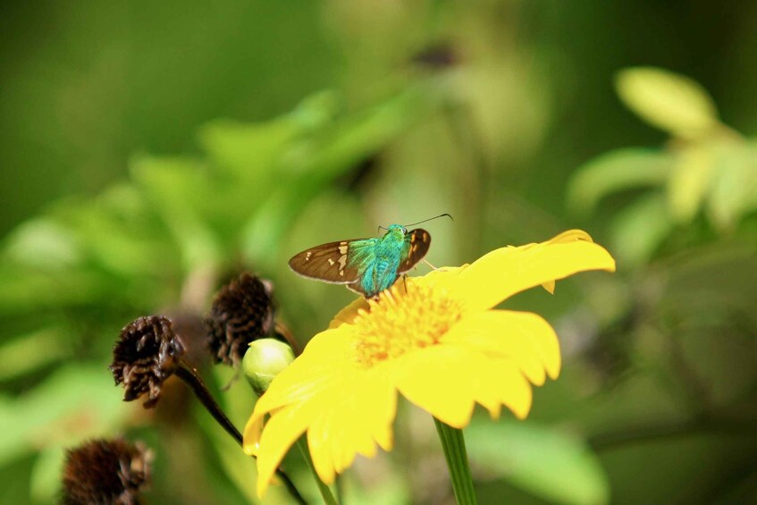 A green hummingbird perched on a yellow flower. 2
