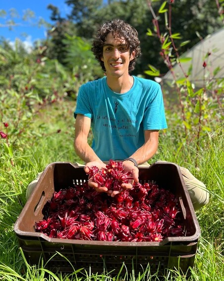 A person holding a basket of red flowers in a garden. 3