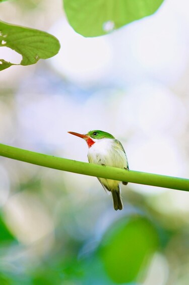 A small bird perched on a green branch. 4
