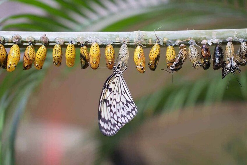 Dubai Butterfly Garden Tickets 4
