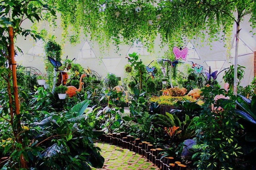 Dubai Butterfly Garden Tickets 3