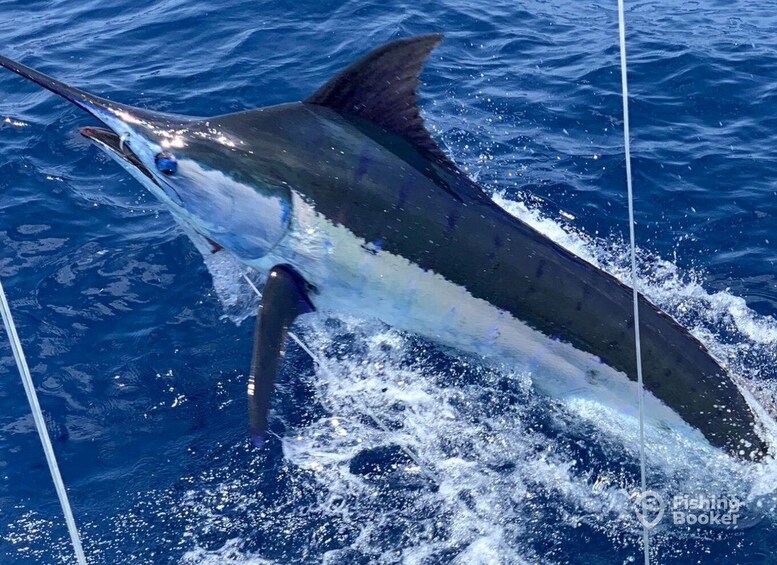 Picture 5 for Activity Santa Maria: Trolling Fishing Trip 2