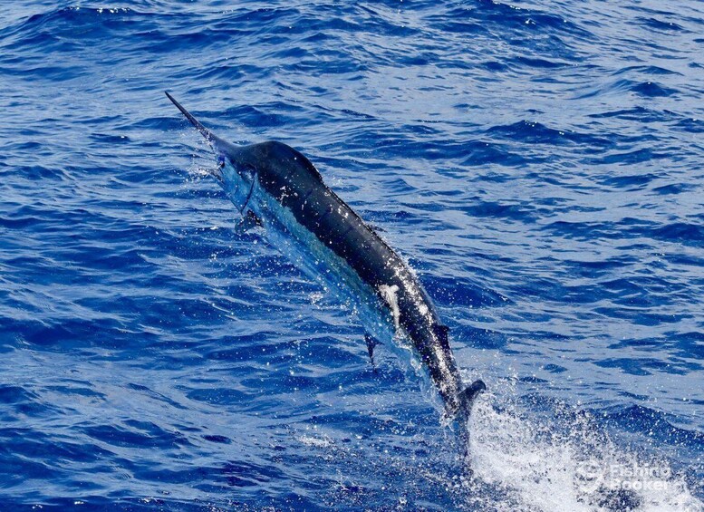 Picture 4 for Activity Santa Maria: Trolling Fishing Trip 5