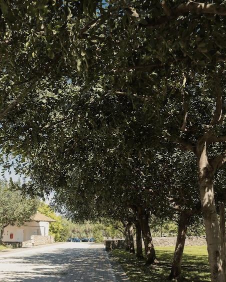Picture 9 for Activity From Sorrento: Buffalo Mozzarella & Farm Lunch in Paestum 2