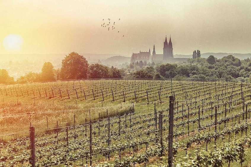 A vineyard with rows of grapevines and a historic church in the background. 1
