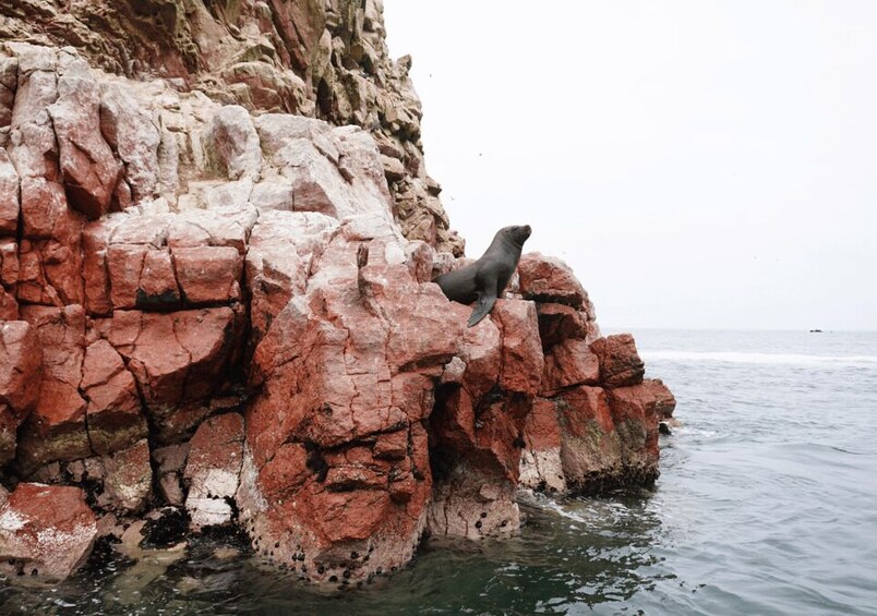 A seal on a rocky cliff by the sea. 3
