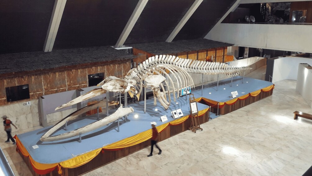 A large dinosaur skeleton displayed on a stage in a museum. 4