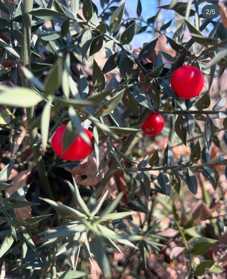 Wild Fruit Picking Experience at Hani i Qerosit 1